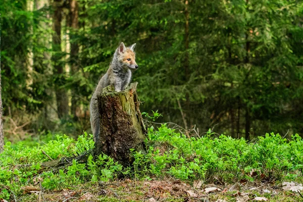 Fox jugando en el bosque (Vulpes vulpes ) — Foto de Stock