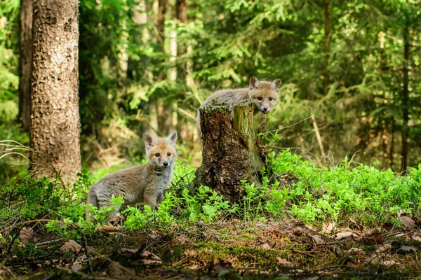 Фокс, граючи в лісі (Лисиця лисиця) — стокове фото