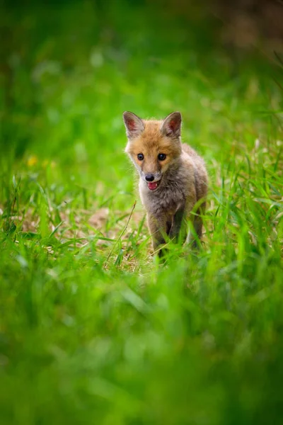 Fox hrát v lese (Vulpes vulpes) — Stock fotografie