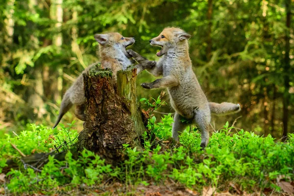 Fox παίζοντας στο δάσος (Vulpes vulpes) — Φωτογραφία Αρχείου