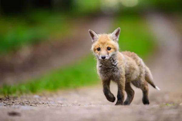 Raposa brincando na floresta (Vulpes vulpes ) — Fotografia de Stock