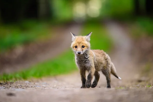 Fox jugando en el bosque (Vulpes vulpes ) — Foto de Stock