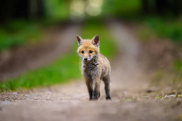 Fox jugando en el bosque (Vulpes vulpes ) — Foto de Stock