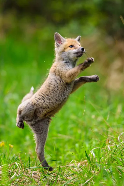 Renard jouant dans les bois (Vulpes vulpes ) — Photo