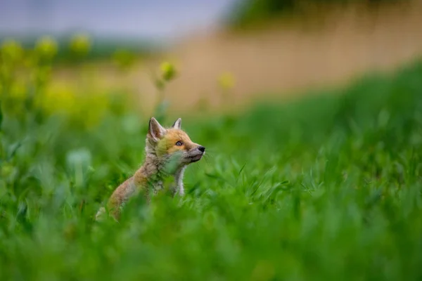 Fox jugando en el bosque (Vulpes vulpes ) — Foto de Stock