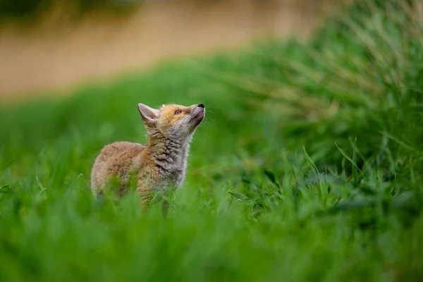 Fuchs spielt im Wald (vulpes vulpes)) — Stockfoto