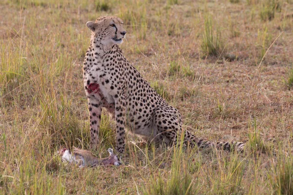 CHeetah(Acinonyx jubatus)wildlife serengeti — Stock Photo, Image