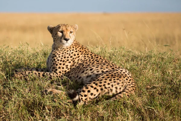 치타 (Acinonyx jubatus) 야생 동물 세 렝 게티 — 스톡 사진