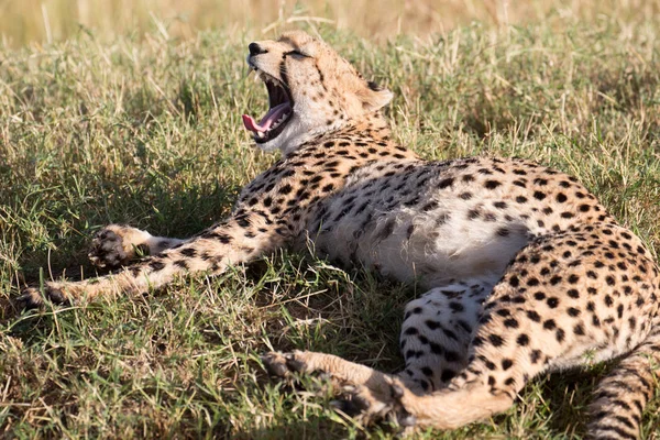 Çita (Acinonyx jubatus) yabani hayvanlar ve bitkiler serengeti — Stok fotoğraf