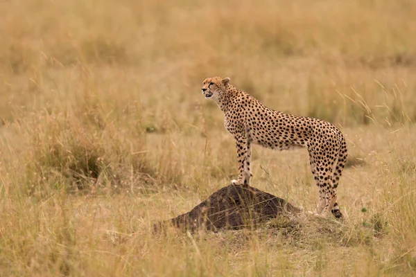 Çita (Acinonyx jubatus) yabani hayvanlar ve bitkiler serengeti — Stok fotoğraf