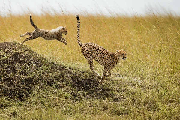 Çita (Acinonyx jubatus) yabani hayvanlar ve bitkiler serengeti