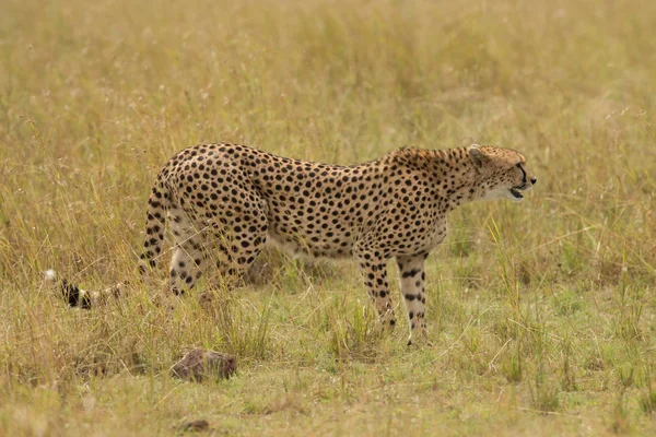 Luipaard (Acinonyx jubatus) dieren in het wild serengeti — Stockfoto