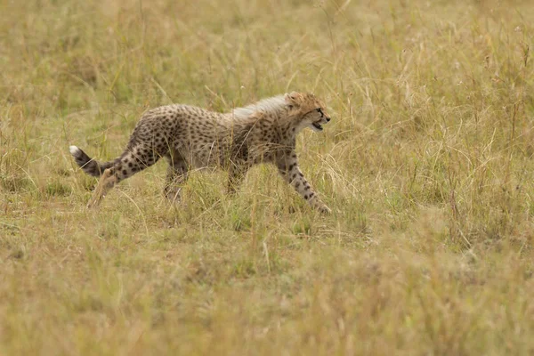 CHeetah (Acinonyx jubatus) vida selvagem serengeti — Fotografia de Stock