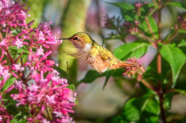 Sinekkuşu (Trochilidae) Uçan taşlar