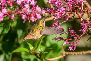 Sinekkuşu (Trochilidae) Uçan taşlar