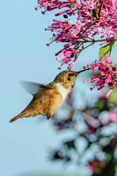 Sinekkuşu (Trochilidae) Uçan taşlar