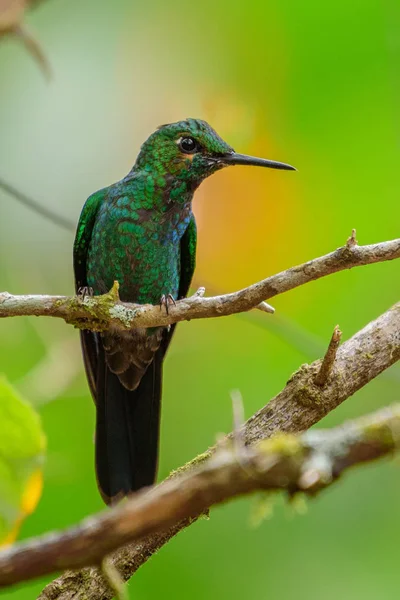 Kolibri (Trochilidae) Repülő drágakövek — Stock Fotó