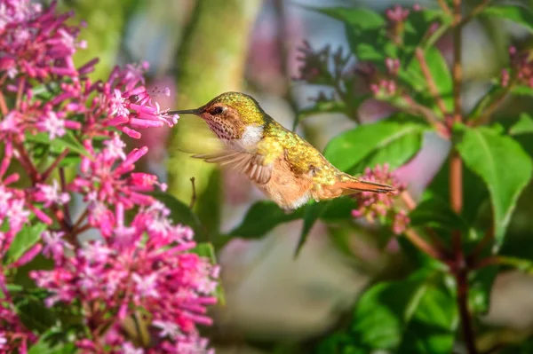 Sinekkuşu (Trochilidae) Uçan taşlar