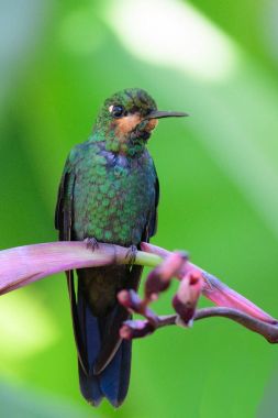 Sinekkuşu (Trochilidae) Uçan taşlar