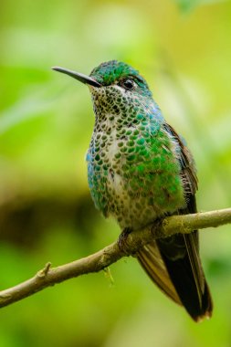 Sinekkuşu (Trochilidae) Uçan taşlar