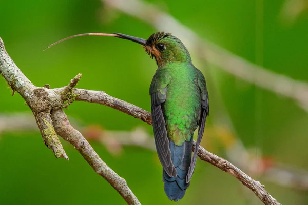 Колибри (Trochilidae) — стоковое фото