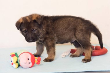 Beyaz arka planda poz veren Alman çoban köpeği.