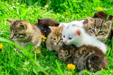Çimenlikteki bir grup kedi yavrusu