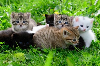 Çimenlikteki bir grup kedi yavrusu