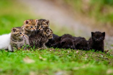 Çimenlikteki bir grup kedi yavrusu
