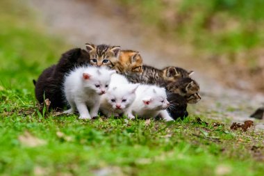 Çimenlikteki bir grup kedi yavrusu