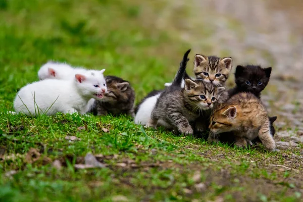 Grupo de gatinhos na grama — Fotografia de Stock