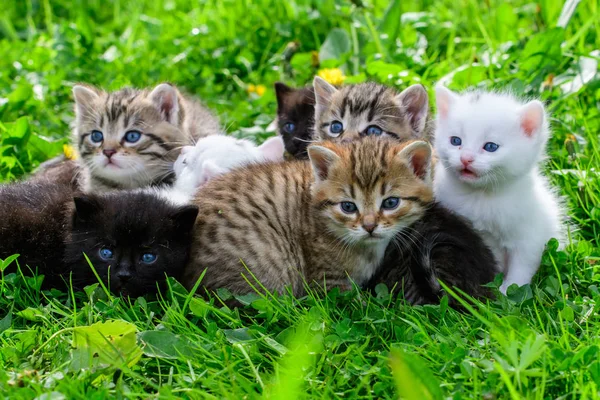 Group of little kittens in the grass