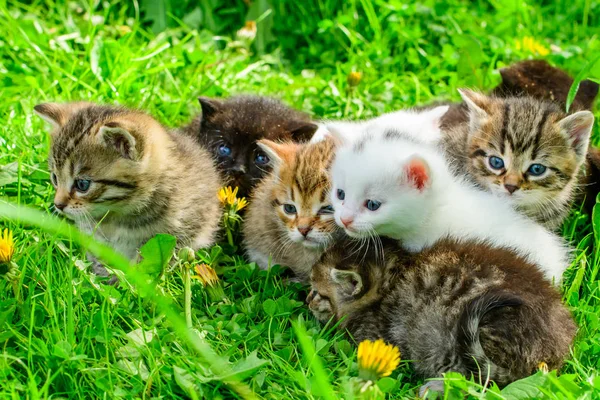 Çimenlikteki bir grup kedi yavrusu