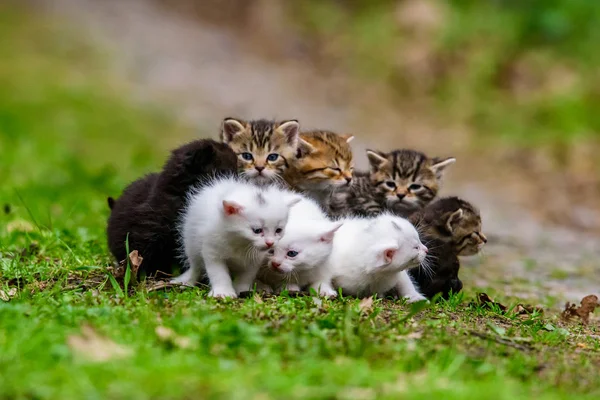 Groupe de petits chatons dans l'herbe — Photo