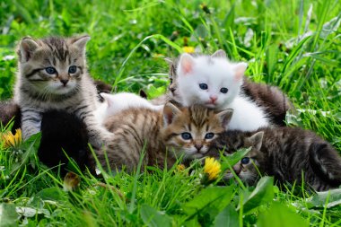 Çimenlikteki bir grup kedi yavrusu
