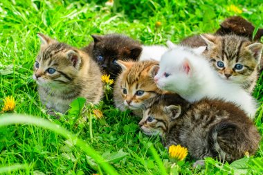 Çimenlikteki bir grup kedi yavrusu