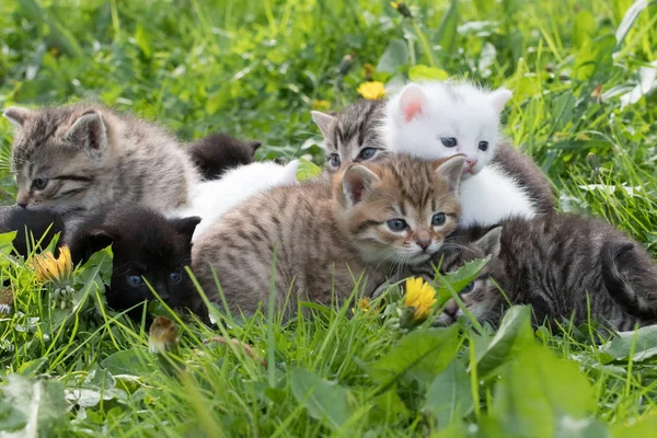 Group of little kittens in the grass