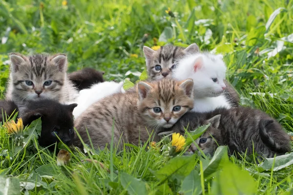 Grupo de gatitos en la hierba — Foto de Stock