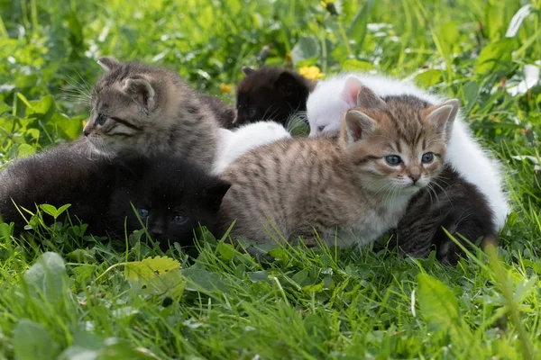 Grupo de gatitos en la hierba — Foto de Stock