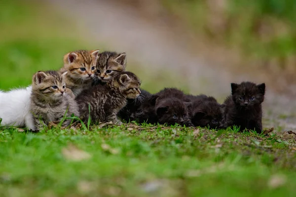 Group of little kittens in the grass