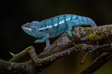 Bukalemun Furcifer pardalis Ambolobe 2 yaşında, Madagaskar endemik Panter bukalemunu kızgın durumda, saf Ambilob (Chamaeleoninae)