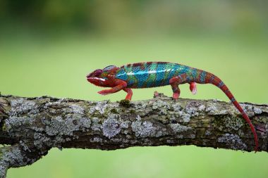 Bukalemun Furcifer pardalis Ambolobe 2 yaşında, Madagaskar endemik Panter bukalemunu kızgın durumda, saf Ambilob (Chamaeleoninae)