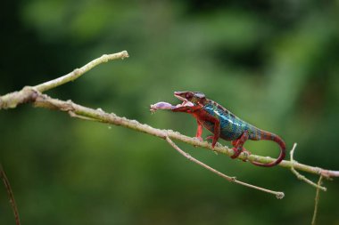 Bukalemun Furcifer pardalis Ambolobe 2 yaşında, Madagaskar endemik Panter bukalemunu kızgın durumda, saf Ambilob (Chamaeleoninae)