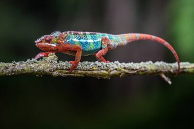 Bukalemun Furcifer pardalis Ambolobe 2 yaşında, Madagaskar endemik Panter bukalemunu kızgın durumda, saf Ambilob (Chamaeleoninae)