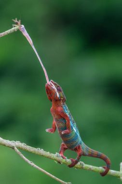 Bukalemun Furcifer pardalis Ambolobe 2 yaşında, Madagaskar endemik Panter bukalemunu kızgın durumda, saf Ambilob (Chamaeleoninae)