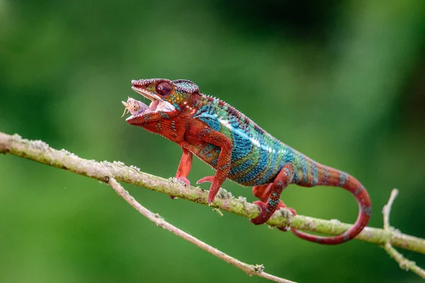 Kameleont Furcifer pardalis Ambolobe 2 år gammal, Madagaskar endemisk Panther kameleont i arg tillstånd, ren Ambilobe (Chamaeleoninae) — Stockfoto