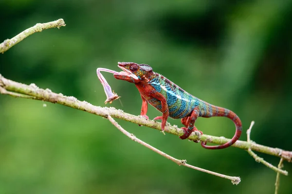 Kameleont Furcifer pardalis Ambolobe 2 år gammal, Madagaskar endemisk Panther kameleont i arg tillstånd, ren Ambilobe (Chamaeleoninae) — Stockfoto