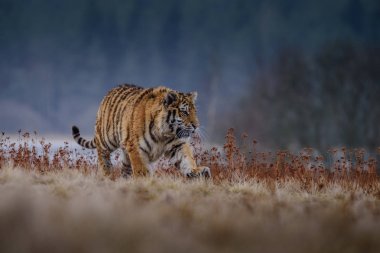 Sibirya kaplanı açık görüş, av kışın karda avlamak için koşuyoruz. (Panthera tigris) 