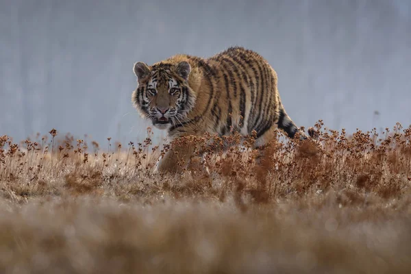 Sibirisk tiger från framifrån, runing jaga byten på vintern på snö. (Panthera tigris) — Stockfoto