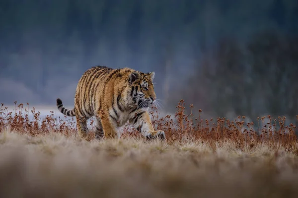 Σιβηρική τίγρη από πρώτη άποψη, σκαλοπάτι για να κυνηγήσουν κάτω θήραμα το χειμώνα στο χιόνι. (Panthera tigris) — Φωτογραφία Αρχείου